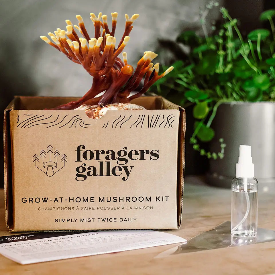 Foragers Gallery Mushroom Kits