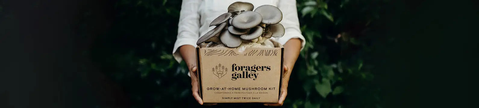 Foragers Gallery Mushroom Kits