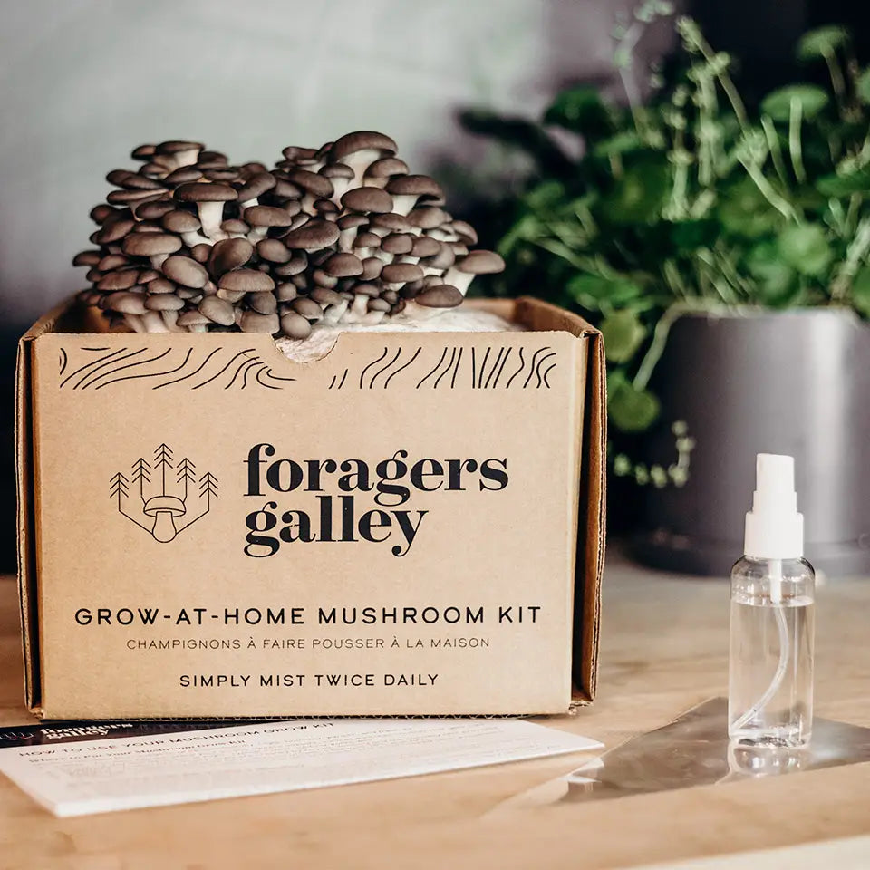 Foragers Gallery Mushroom Kits