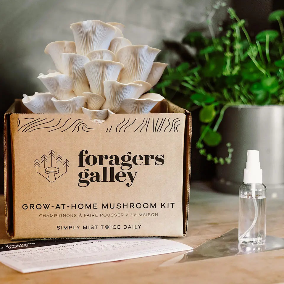 Foragers Gallery Mushroom Kits